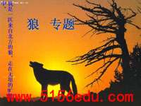 专题《狼》ppt课件(72页)